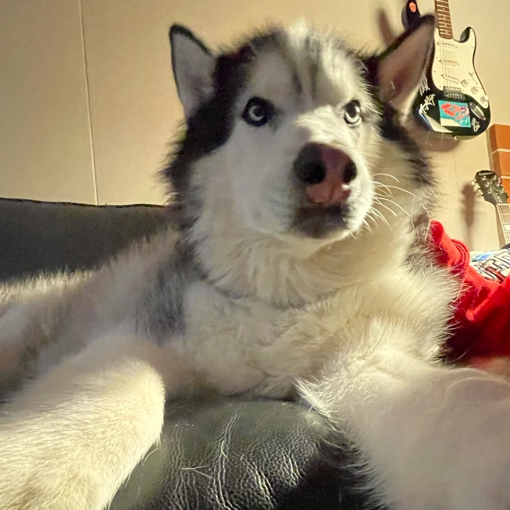 Meet your Posher, Maeva